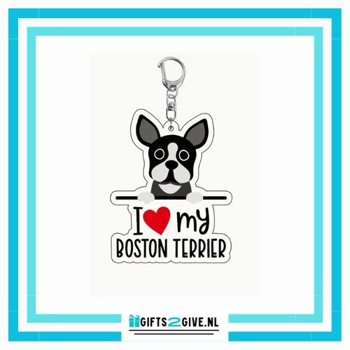 Boston terrier